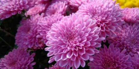 Gnojiva za krizanteme: kako se hraniti u proljeće i jesen